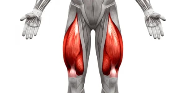 Todo sobre el músculo del cuádriceps femoral: funciones y lesiones Todo sobre el músculo del cuádriceps femoral: funciones y lesiones