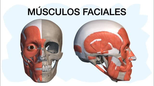 Todo sobre el músculo de la cara: funciones y expresiones faciales Todo sobre el músculo de la cara: funciones y expresiones faciales