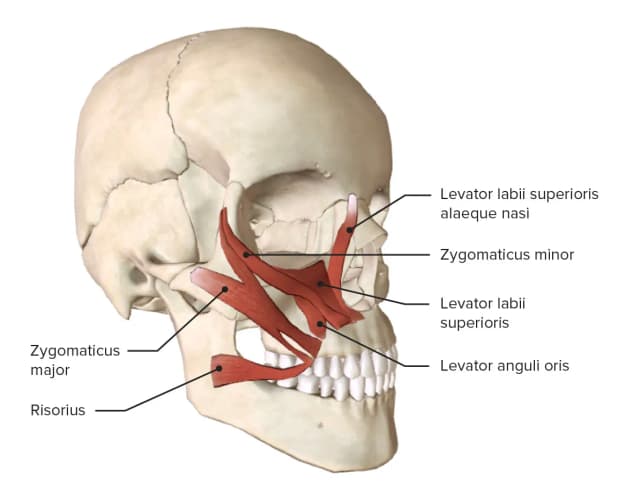 Músculos faciales: funciones esenciales y su impacto en la expresión Músculos faciales: funciones esenciales y su impacto en la expresión