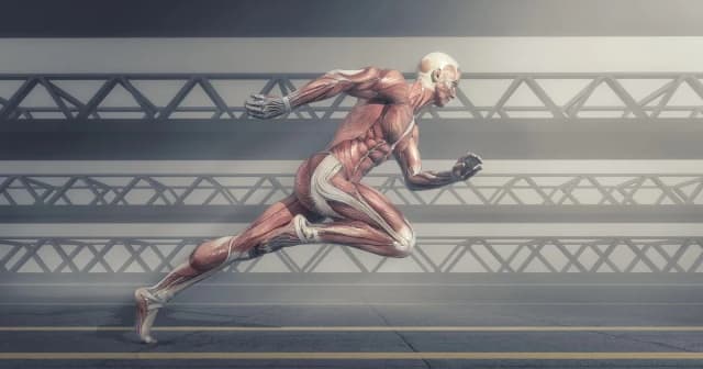 Entiende el sistema muscular y su funcionamiento en el cuerpo humano Entiende el sistema muscular y su funcionamiento en el cuerpo humano