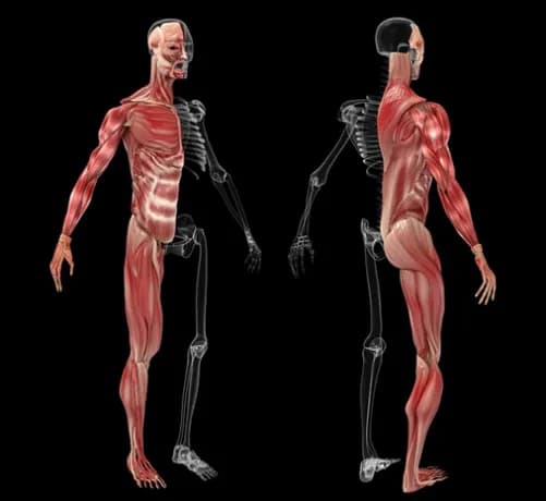 Qué porcentaje de músculos hay en nuestro cuerpo y su impacto en salud Qué porcentaje de músculos hay en nuestro cuerpo y su impacto en salud